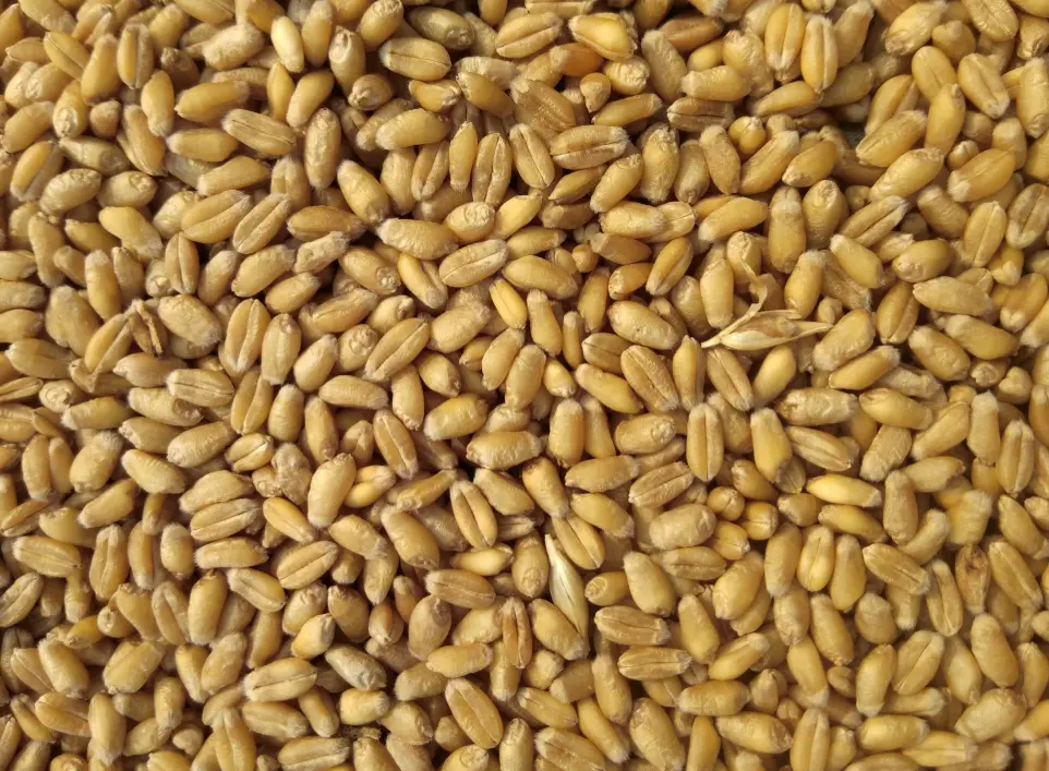 brown grains